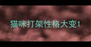 猫咪打架性格大变