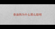 泰迪狗为什么那么聪明