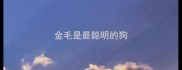 金毛是最聪明的狗