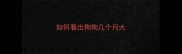 如何看出狗狗几个月大