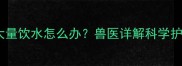 哈士奇感冒后大量饮水怎么办兽医详解科学护理与预防指南