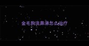 金毛狗流鼻涕怎么治疗
