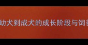 边境牧羊犬成年时间全从幼犬到成犬的成长阶段与饲养要点附科学饲养指南