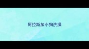 阿拉斯加小狗洗澡