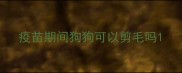 疫苗期间狗狗可以剪毛吗