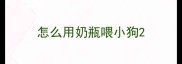 怎么用奶瓶喂小狗