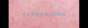 哈士奇皮毛有几种颜色