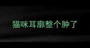 猫咪耳廓整个肿了