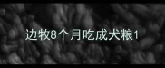 边牧8个月吃成犬粮