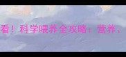 3个月巴哥幼犬必看科学喂养全攻略营养食谱注意事项