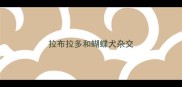 拉布拉多和蝴蝶犬杂交