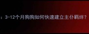 幼犬认知关键期3-12个月狗狗如何快速建立主仆羁绊附科学训练指南