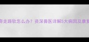 哈士奇走路软怎么办资深兽医详解5大病因及康复方案