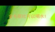 金毛呕吐可以喝水