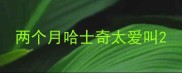 两个月哈士奇太爱叫