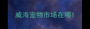威海宠物市场在哪