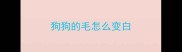 狗狗的毛怎么变白