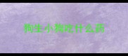 狗生小狗吃什么药