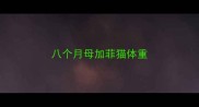 八个月母加菲猫体重