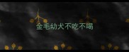 金毛幼犬不吃不喝