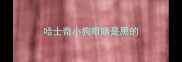 哈士奇小狗眼睛是黑的