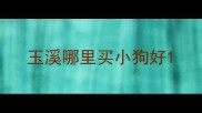 玉溪哪里买小狗好