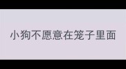 小狗不愿意在笼子里面