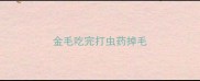 金毛吃完打虫药掉毛