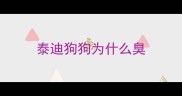 泰迪狗狗为什么臭
