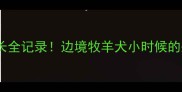 边牧幼犬成长全记录边境牧羊犬小时候的呆萌模样