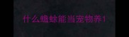 什么蟾蜍能当宠物养