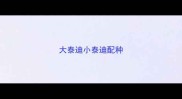 大泰迪小泰迪配种