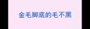 金毛脚底的毛不黑
