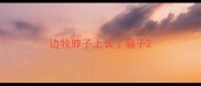 边牧脖子上长了瘤子