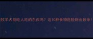 边境牧羊犬能吃人吃的东西吗这10种食物危险到会致命