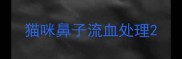 猫咪鼻子流血处理