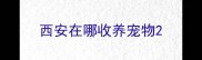 西安在哪收养宠物