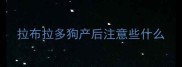 拉布拉多狗产后注意些什么