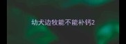 幼犬边牧能不能补钙