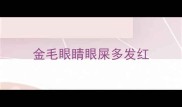 金毛眼睛眼屎多发红