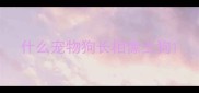 什么宠物狗长相像土狗