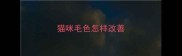 猫咪毛色怎样改善