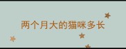 两个月大的猫咪多长