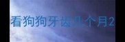 看狗狗牙齿几个月