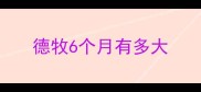 德牧6个月有多大