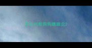 怎么判断狗狗胰腺炎