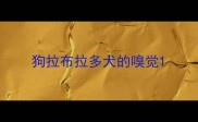 狗拉布拉多犬的嗅觉