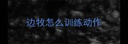 边牧怎么训练动作