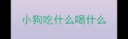 小狗吃什么喝什么