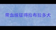 带血统征得拉布拉多犬